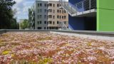 ArchiGreen green roof reference project